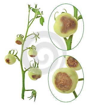 Blossom end rot of tomato - Calcium deficiency photo