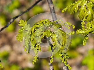 Blossom of English Oak Tree or Quercus robur with male flowers close-up, selective focus, shallow DOF