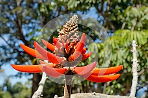 Blossom of a Erythrina caffra Thunberg