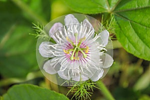 Blossom Fetid passionflower, Scarlet fruit passionflower photo