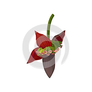 Blossom flower of banana palm tree. Exotic plant. Graphic design element for infographic of fruit cultivation. Detailed