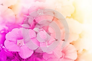 Blossom flower on blur background