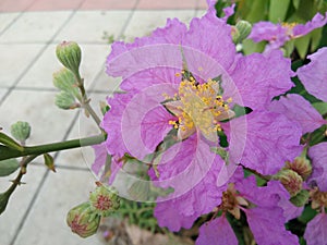 Blossom flower and buds of Pride of India, Queen`s flower, Intanin