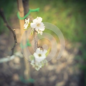 Blossom flower on dormant Asian pear tree with bamboo stake and green tie in Texas, America