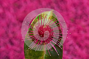Blossom flower on green leaf