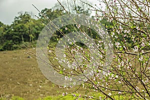 Blossom flower at Moc chau district