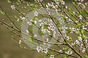 Blossom flower at Moc chau district