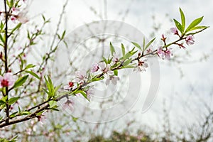 Blossom flower at Moc chau district