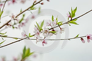 Blossom flower at Moc chau district