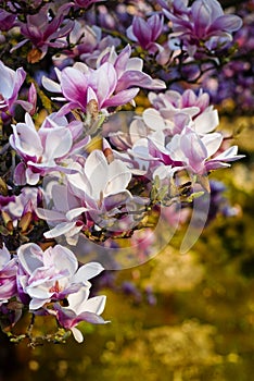 Blossom flowers