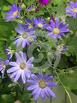 Blossom flowers