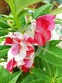 Blossom flowers of Balsam