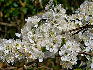 The blossom flowers of a Cambridge Gage plant, showing the petals, anthers held up on filaments and the stamens.