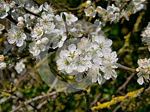 The blossom flowers of a Cambridge Gage plant, showing the petals, anthers held up on filaments and the stamens.