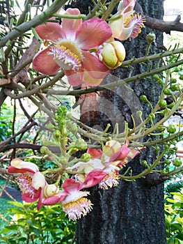 Blossom flowers in close angle.Cannonball tree.Couroupita guianensis.