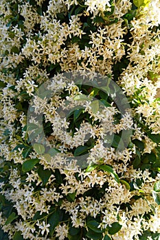 Blossom flowers from Generalife Garden of Alhambra Palace in Granada City. Spain.