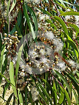 Blossom flowers of Lemon-Scented Gum