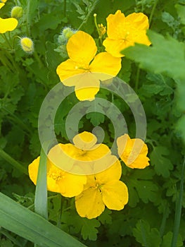 Blossom flowers spearwort