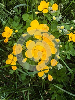 Blossom flowers spearwort