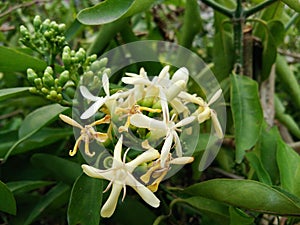 Blossom fragrant Siamese randia flowers and buds on green leaves