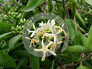 Blossom fragrant Siamese randia flowers and buds on green leaves