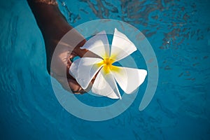 Blossom of Frangipani-Flower floating in pool