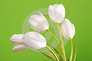Blossom and fresh white tulips