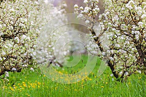Blossom fruit trees in the Dutch Betuwe area photo