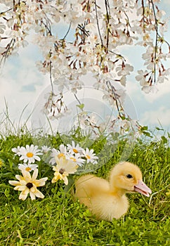 Blossom garden with easter duckling