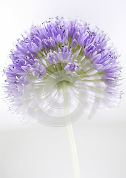 Blossom of the garlic, Allium