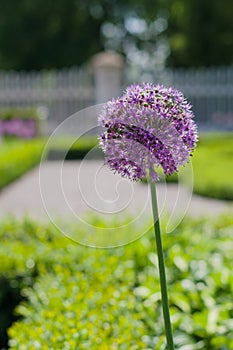 Blossom of the garlic flower (Allium Giganteum)