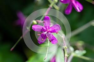 Blossom of a giant geranium, Geranium reuteri