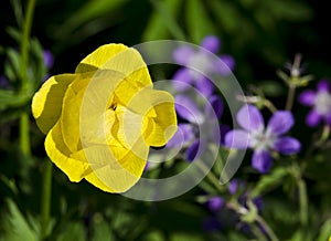 Blossom of a globe-flower