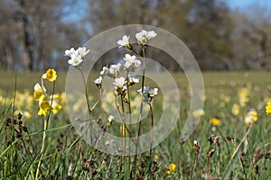 Blossom group with Meadow Saxifrages