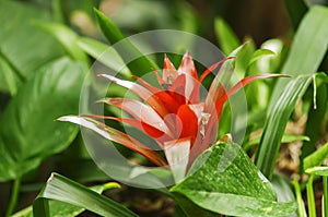 Blossom of Guzmania horizontal photo