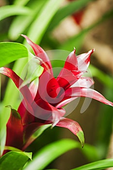 Blossom of Guzmania vertical close up photo