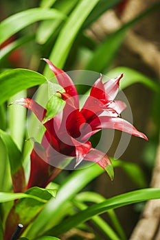 Blossom of Guzmania vertical view