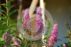 Blossom of hardhack Spiraea douglasii or Spiraea salicifolia or steeplebush, Douglas` spirea, douglasspirea or rose spirea photo