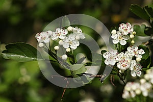 The blossom of a Hawthorn tree, Crataegus monogyna, in spring.