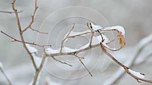 Blossom Of A Hazel Covered With Snow In Winter. Beautiful Branches With A Lot Of Snow.