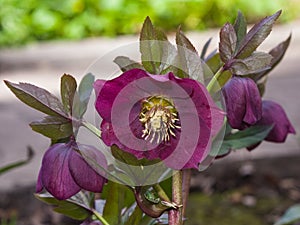 Blossom of helleborus hybridus, Christmas or Lenten rose, macro, selective focus, shallow DOF