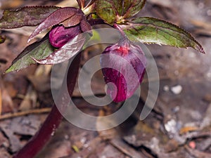 Blossom of helleborus hybridus, Christmas or Lenten rose, macro, selective focus, shallow DOF