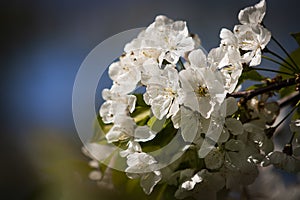 The blossom with her stamen