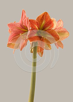 Blossom hippeastrum (amaryllis) \