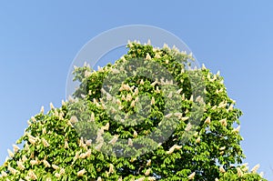 Blossom of horse-chestnut tree