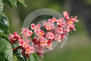 Blossom of horse chestnut tree