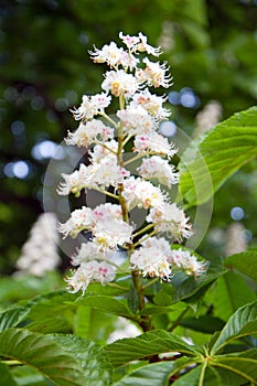 Blossom of horse chestnut tree