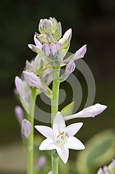 The blossoms of Hosta, macro photography