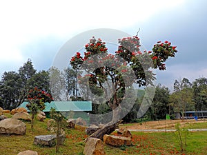Blossom Hydel Park, Kerala, India