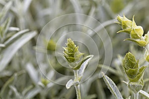 Blossom of an ironwort, Sideritis syriaca